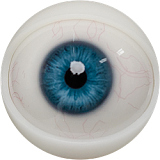 FANREAL Vanessa 168cm Fカップ ROS機能あり シリコン 褐色肌 黒いドレッドヘア熟女ラブドール