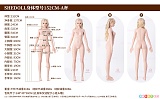 SHEDOLL シリコンドール ラブドール ボディサイズ一覧 152cm