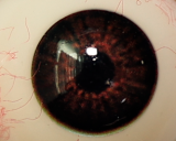 Only Love Sex Doll 158cm/5ft2 E Cup #J Silicone head+TPE body- White top pink skirt