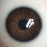 FANREAL 153 cm/5ft B-Cup F8 Mo Head Full Size Lifelike Silicone Sex Doll