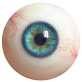 FANREAL 155 cm/5ft1 F-Cup Anna Head Full Size Lifelike Silicone Sex Doll