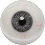 FANREAL 170 cm/5ft6 D-Cup Full Size Lifelike Silicone Sex Doll with Gina Head Tanned Skin