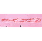 Sigafun Full Silicone Torso SG-T-012 Sophie 39cm G-cup Natural Skin Sex Doll