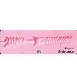 Sigafun Full Silicone Torso SG-T-017 Korina 85cm K-Cup Natural Skin Sex Doll in Red Bikini