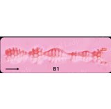 Sigafun Full Silicone Torso SG-T-016 Belle 65cm H-Cup Natural Skin Sex Doll in Green Bikini