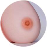 Erovenus LoveNestle Serise LN-T-003 Savannah Realistic Silicone Torso – Full-Size Sex Doll Torso
