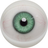 【2026.01.06-2026.01.31】FANREAL Life-size Sex Doll New Year Promotion Page