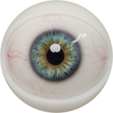 【2026.01.06-2026.01.31】FANREAL Life-size Sex Doll New Year Promotion Page