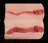 【RRS+ Makeup 】Top Sino Sex Doll 96cm G-cup T46 Misu head  RRS+ Makeup Mermaid Siren Torso