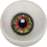 FANREAL 157 cm/5ft2 E-Cup Full Size Lifelike Silicone Sex Doll with F8-Qian Head