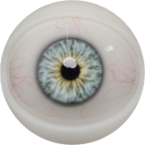 FANREAL 155cm/5ft1 F-Cup Maria Head Full Size AIO Lifelike Silicone Sex Doll with Real Skin Texture Seamless Body