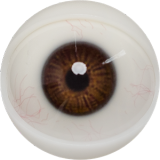 FANREAL 111cm F-cup Full Size Lifelike Silicone Sex Torso with Carlee Head Real Skin Texture in Blue Lace Outfit