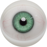 FANREAL 155cm/5ft1 F-Cup Gina Head Full Size Lifelike Silicone Sex Doll with Real Skin Texture in Deep Green Robe