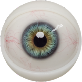 FANREAL 170 cm/5ft6 G-Cup kelly Head Full Size Lifelike Silicone Sex Doll Real Skin Texture White Bodysuit