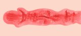 Strawberry Garden 159cm C-cup Mengyin Makeup ① Head Full Silicone Doll Cat Ear Cute Girl