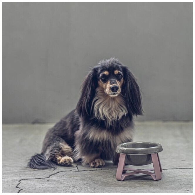 Hot selling trend: High-shelf cat and dog food bowls, durable ceramic pet bowls with stands, good supply, wholesale products