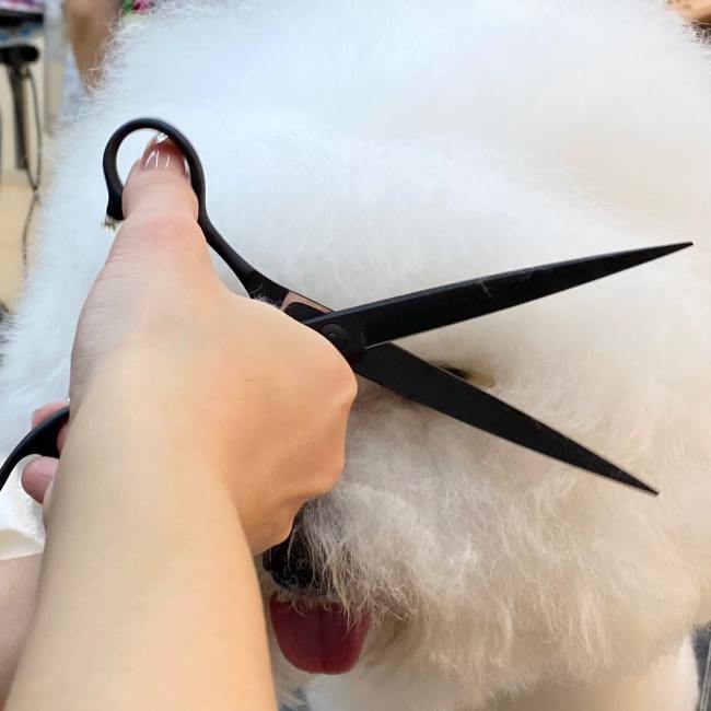 Tesoura Pra Tosa Professional Pet Cat Accessories Pet Supplies and Equipment Pet Accessories