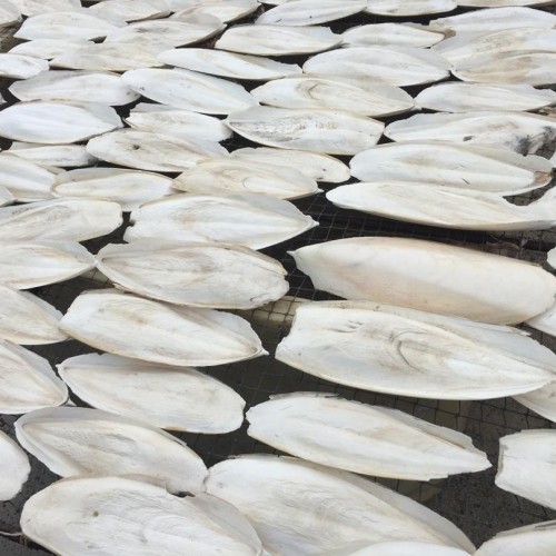 High-quality cuttlefish bone pet supplies, pet food, bird calcium, reptile pet supplements, medicine, medical birdcages