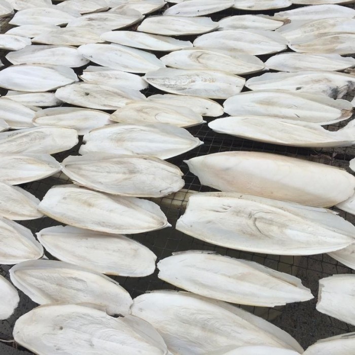 High-quality cuttlefish bone pet supplies, pet food, bird calcium, reptile pet supplements, medicine, medical birdcages