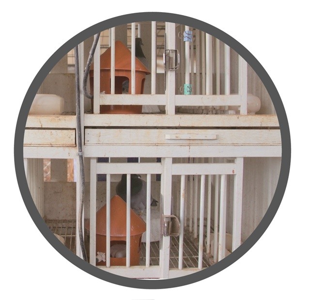 A pet bowl and feeder, low-pressure water supply intelligent bird feeder, automatic pigeon water dispenser
