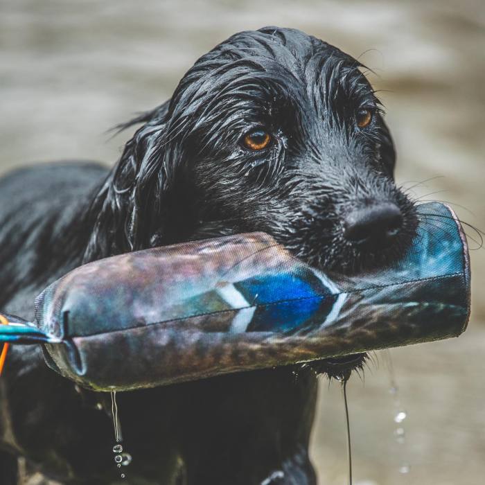 Wholesale of pheasant printed dummies, customizable colored canvas dummies, outdoor dog training pet supplies