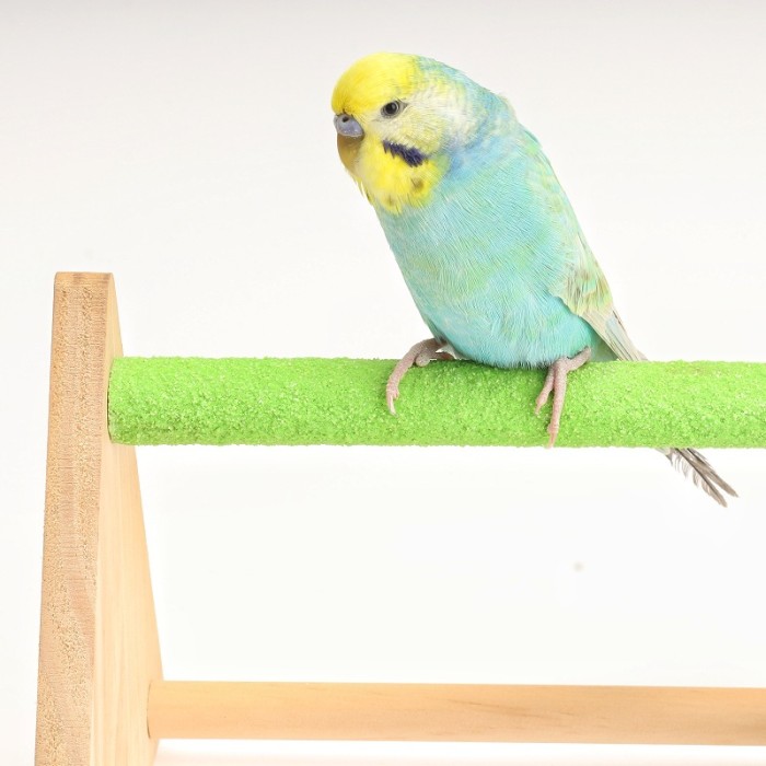 The manufacturer wholesals bird products such as parrot parrots, solid wood bass, easy-to-carry healthy bass, pet supplies, accessories and toys