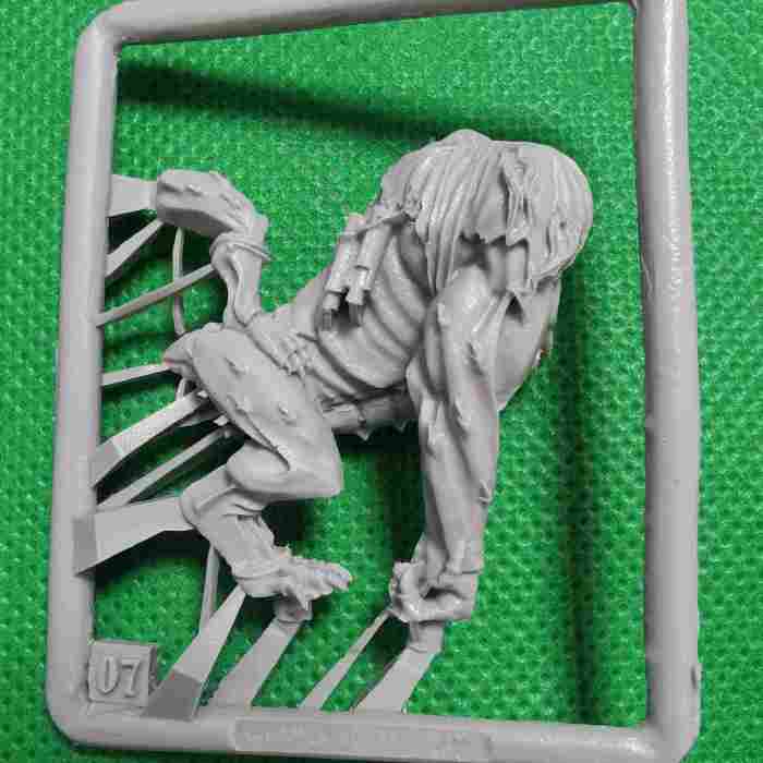 Tau Krootox Rider