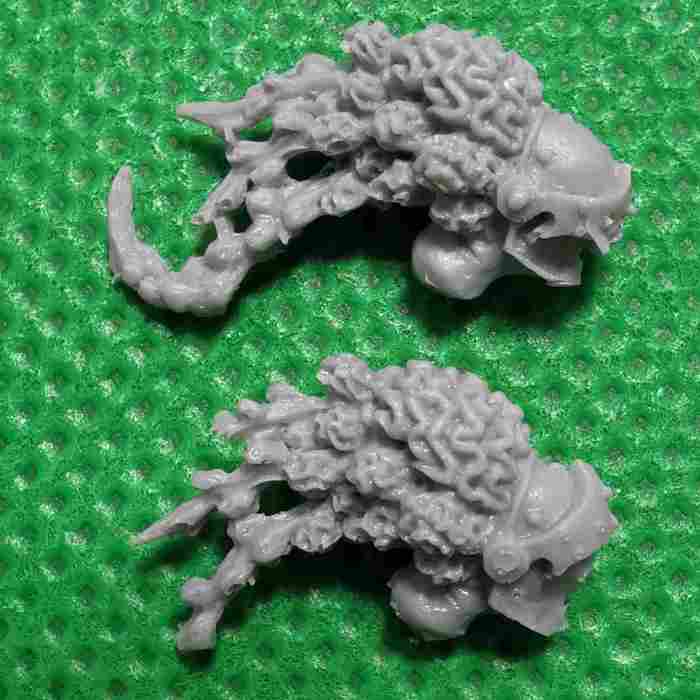 Medusae