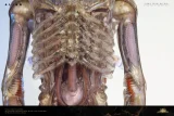 【Pre order】Deep Tale Studio 1/3 H.R. Giger’s Alien