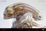 【Pre order】Deep Tale Studio 1/3 H.R. Giger’s Alien