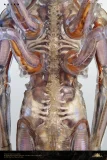 【Pre order】Deep Tale Studio 1/3 H.R. Giger’s Alien