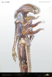 【Pre order】Deep Tale Studio 1/3 H.R. Giger’s Alien
