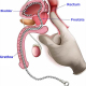 19.69  Smooth Penis Insert Stimulation Urethral Sounding Toys