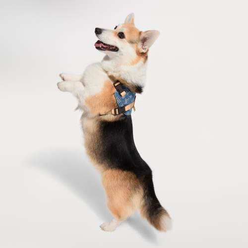 LOUIS VUITTON Dog Harness Pets Accessories #384274