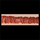 ZELEXdoll 欧米風リアルダッチワイフ GE86ヘッド ＆ 165cm新型165X F-cup シリコンドール