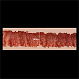 ZELEXdoll GE124ヘッド ＆ 165cm新型165X F-cup シリコンドール