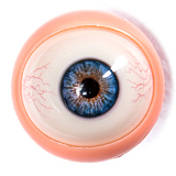 Starperydoll Yufanヘッド 151cm Dカップ おっとり系リアルドール フルシリコンダッチワイフ ふんわり波打つ髪