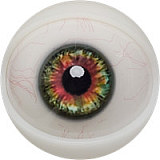 Fanreal doll Henryヘッド＆173cm 35kg 一体式ペニス 筋肉タイプ リアルメイク付き フルシリコン男性ラブドール