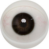 Fanreal doll 男性ラブドール！Kevinヘッド＆173cm 35kg 一体式ペニス 筋肉タイプ リアルメイク付き フルシリコンラブドール