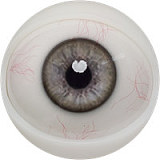 Fanreal doll 男性ラブドール！Kevinヘッド＆173cm 35kg 一体式ペニス 筋肉タイプ リアルメイク付き フルシリコンラブドール