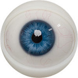 Fanreal doll 男性ラブドール！Kevinヘッド＆173cm 35kg 一体式ペニス 筋肉タイプ リアルメイク付き フルシリコンラブドール