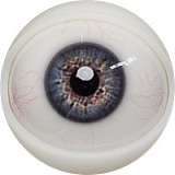 Fanreal doll 男性ラブドール！Kevinヘッド＆173cm 35kg 一体式ペニス 筋肉タイプ リアルメイク付き フルシリコンラブドール