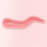 【ボディのみ】FANREALフルシリコン製 ラブドール ボディ単体専門販売ページ リアルメイク付き アジアボディ