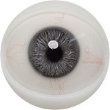 Fanreal doll 男性ラブドール！Kevinヘッド＆173cm 35kg 一体式ペニス 筋肉タイプ リアルメイク付き フルシリコンラブドール