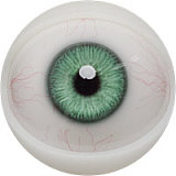 Fanreal doll Kimmyヘッド 155cm Fカップ リアル ドール 黒髪の乙女 新作！リアル皮膚付き！ ROS開閉機能対応可 セクシー系ドール