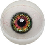 Fanreal doll Mollyヘッド 155cm Fカップ ダッチドール 明るく元気な美少女 リアル皮膚付き！ ROS開閉機能対応可 セクシー系ドール