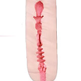 【1.31まで12%OFF！【先着50名様】上原亜衣さん直筆サイン写真＋浅草公演無料チケット付き特別企画】索姬Zucki 上原亜衣 AV連携·監修ラブドール｜女優1:1型取り再現 155cm Eカップ 完全再現モデル 口開閉機能がデフォルトで付き！ 高級ダッチワイフ