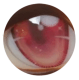 Sino doll 実践向け 戦闘機トルソー ST1C 凛小悠ヘッド Linxiaoyouちゃん 70cm Lカップボディ ラブドール Sino doll 実践向け Soft-max  エロ フルシリコン エッチドール