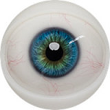 Fanreal doll Ginaヘッド 155cm Fカップ ラブドール 海外モデル風 ドール リアル皮膚付き！ ROS開閉機能対応可 セクシー系ドール