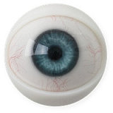 Fanreal Mariaヘッド 170cm Gカップ シームレス等身大ラブドール リアル皮膚付き ROS機能付きフルシリコン製ダッチワイフ